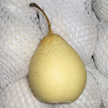 Good Quality Fresh New Crop Fresh Ya Pear